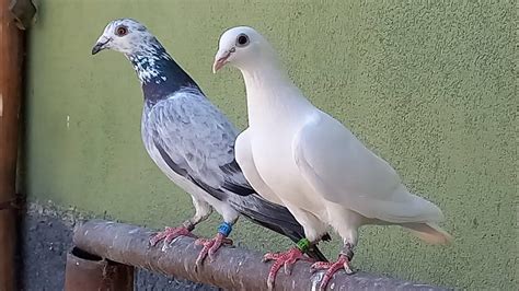 KALAPATI (Pigeons) .